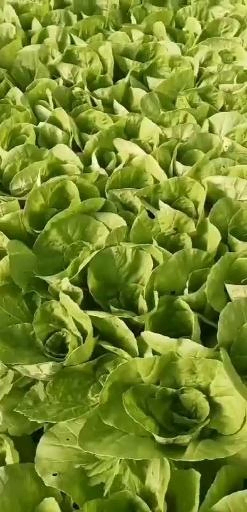 优质上海青大量出售永不断货
