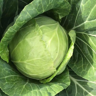 蔬菜