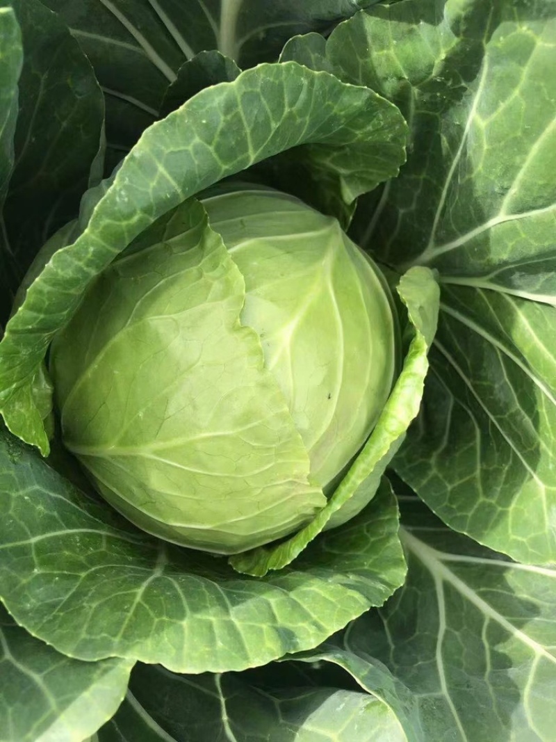 蔬菜