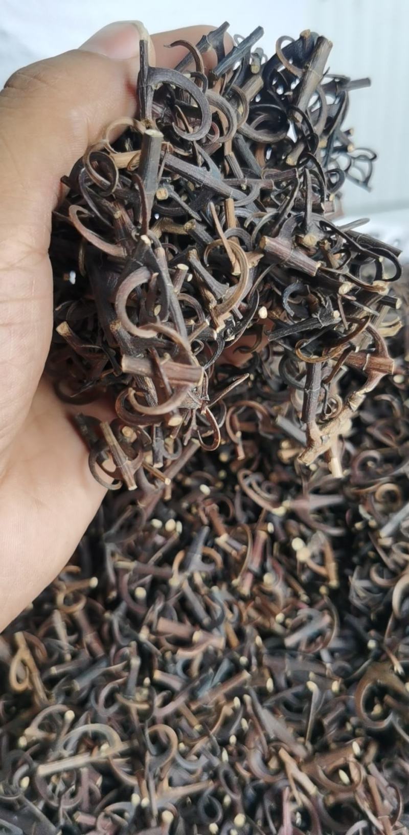 钩藤双钩蒸过的标准货药厂标准货大货供应