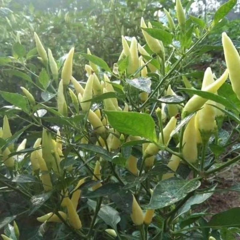 新鲜野山椒泡椒农家白米椒特辣小米椒鸡爪泡椒朝天椒特辣包邮