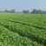 安徽天仙醉草莓基地育苗免费提供种植技术货源充足