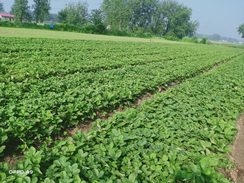 安徽天仙醉草莓基地育苗免费提供种植技术货源充足
