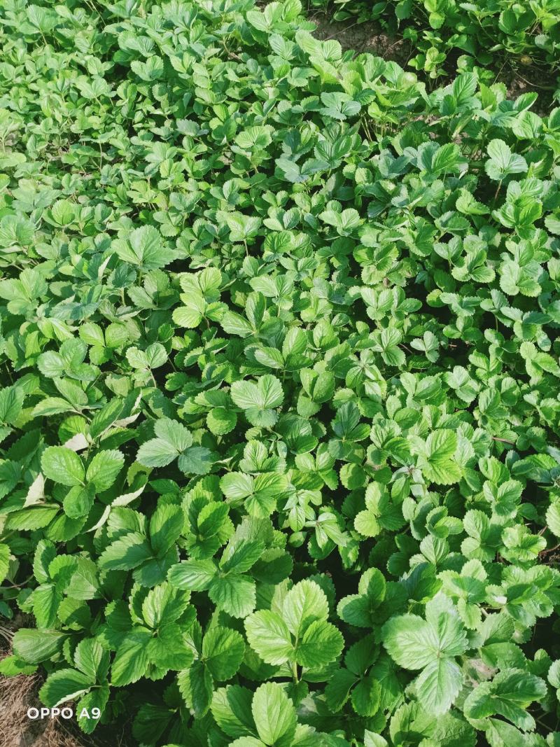 安徽天仙醉草莓基地育苗免费提供种植技术货源充足