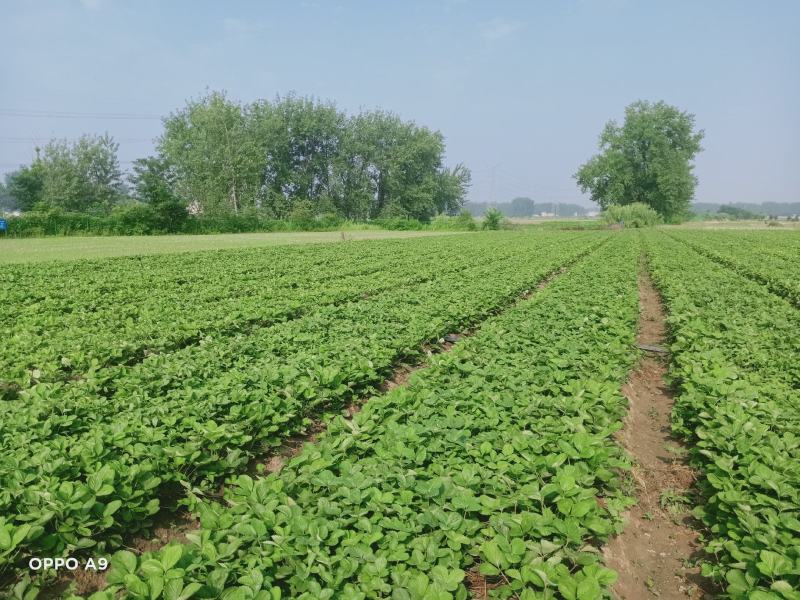 安徽天仙醉草莓基地育苗免费提供种植技术货源充足