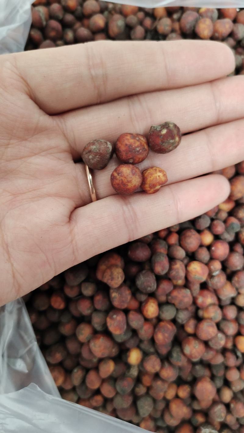 地下明珠，颗粒大杂质干净质量保证量大从优