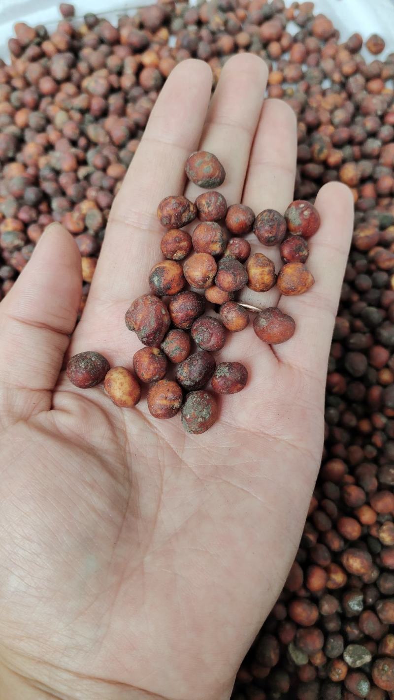 地下明珠，颗粒大杂质干净质量保证量大从优