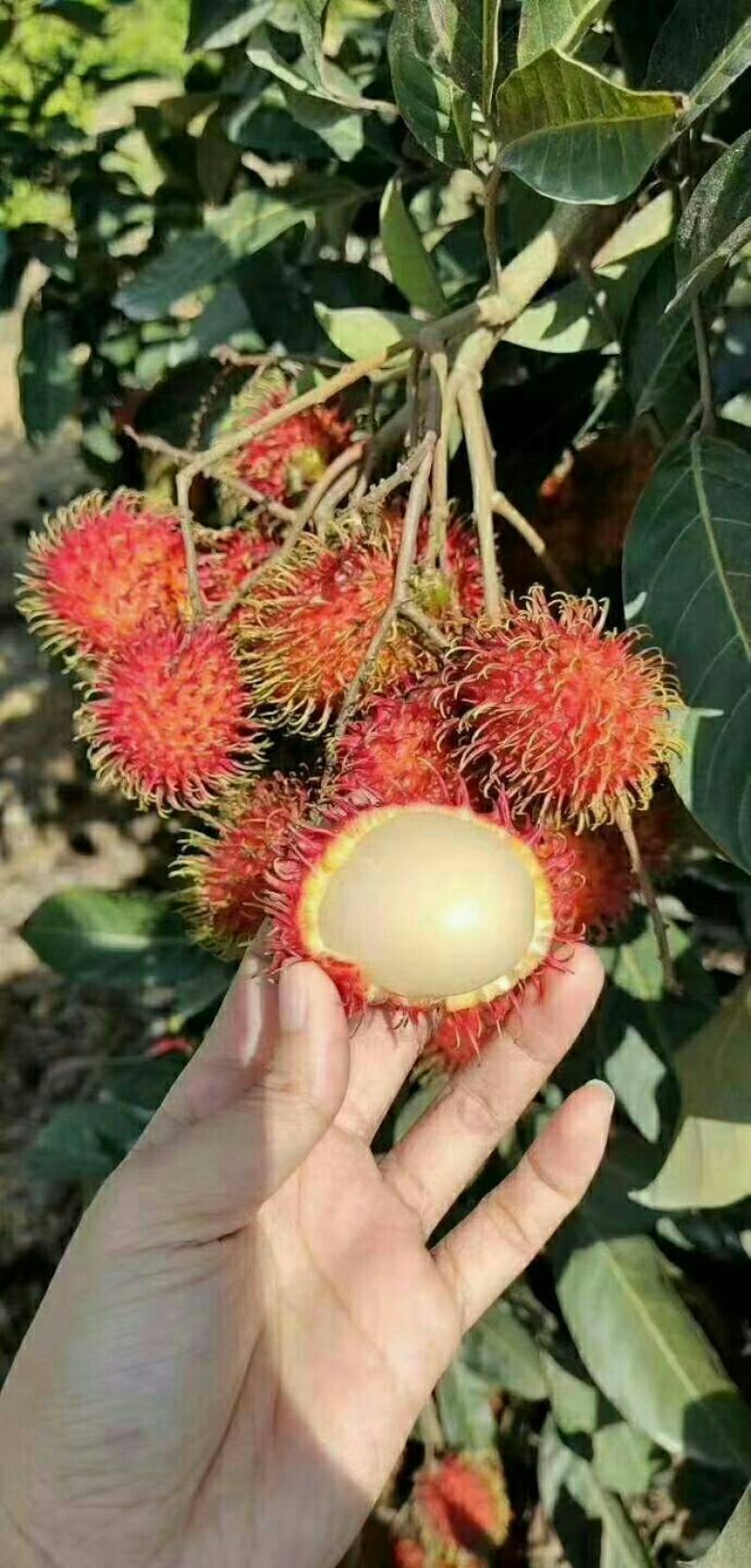 海南保亭红毛丹