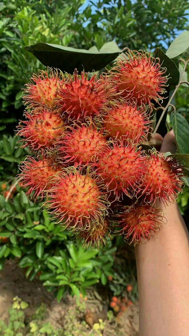 海南保亭红毛丹