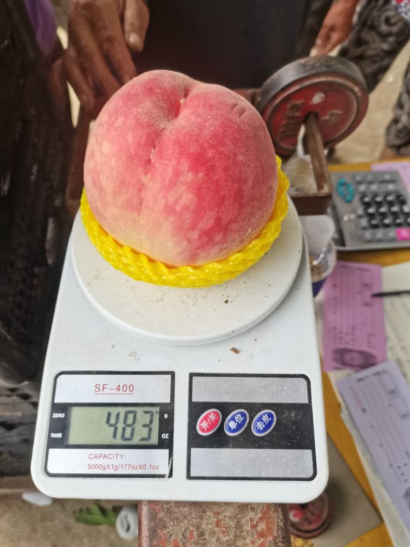 大景红，大久保，绿化久大量供应