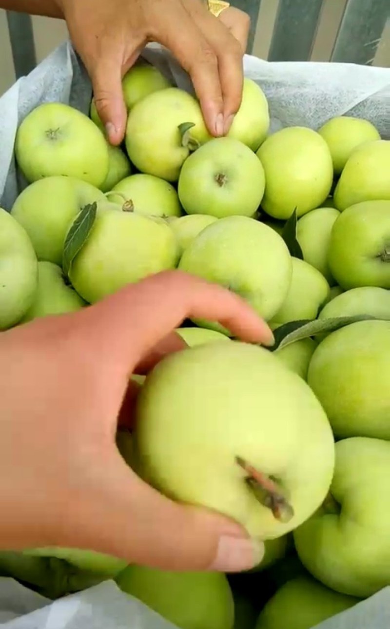 苹果，河北深州腾木一苹果，有机苹果，嘎啦苹果，