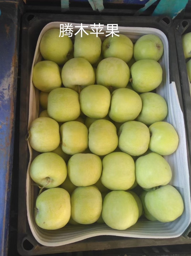 苹果，河北深州腾木一苹果，有机苹果，嘎啦苹果，