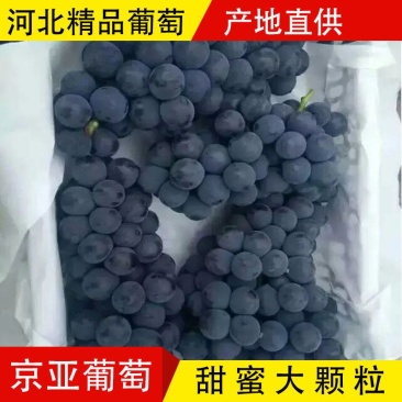 京亚葡萄，大量上市，产地直销，专业代办河北葡萄种植基地