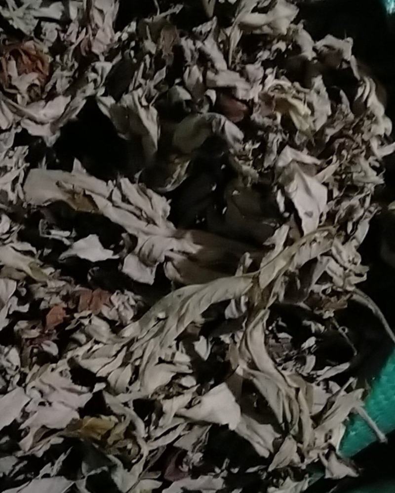 纯艾叶加工艾绒，干净无杂保质保量，自扣袋一斤包装
