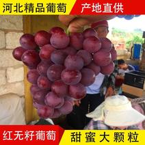红无核无籽葡萄专业代办，葡萄基地大量供应鲜葡萄红提葡萄