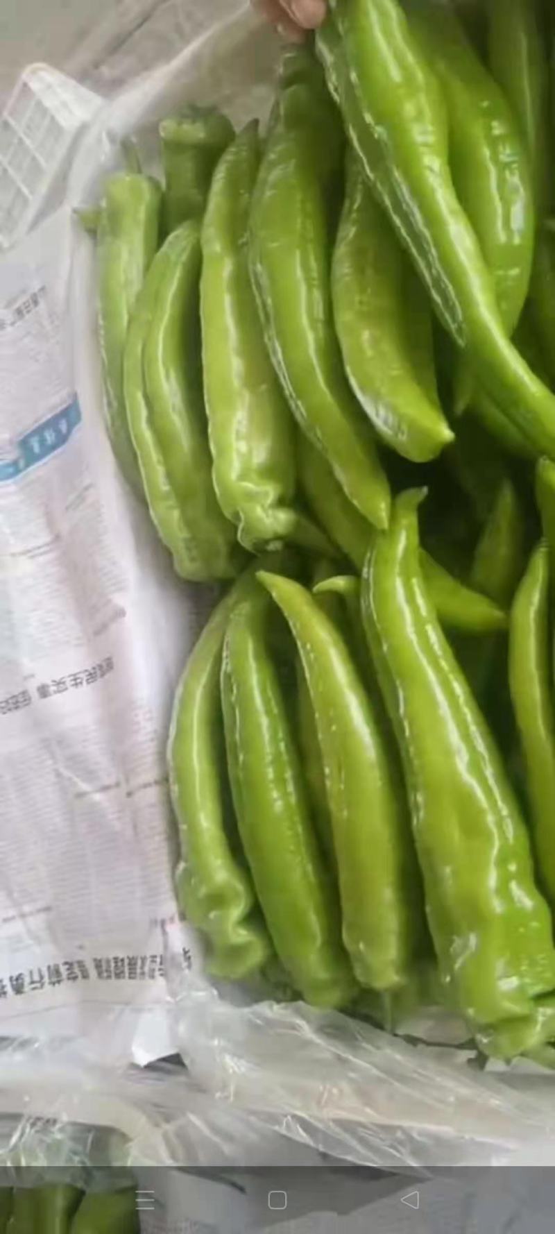 山西黄皮尖椒，产地货源，基地直供大量供货中