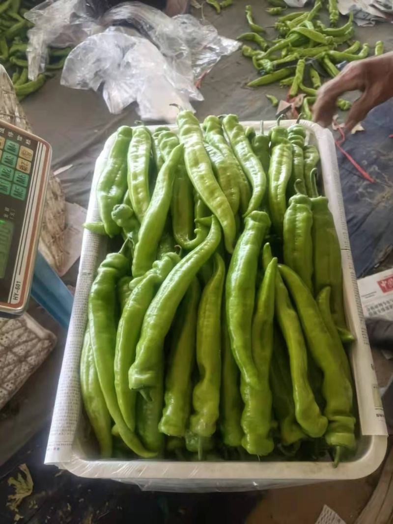 山西黄皮尖椒，产地货源，基地直供大量供货中