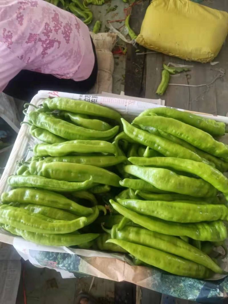 山西黄皮尖椒，产地货源，基地直供大量供货中