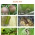 5%虱螨脲柑橘锈壁虱红蜘蛛甜菜夜蛾小菜蛾悬浮剂农药杀虫剂