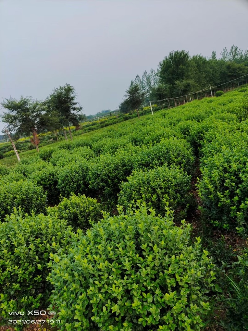 卫矛毛球胶东卫矛球卫矛球批发价格