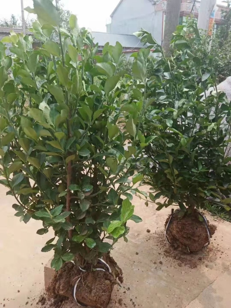 卫矛毛球胶东卫矛球卫矛球批发价格