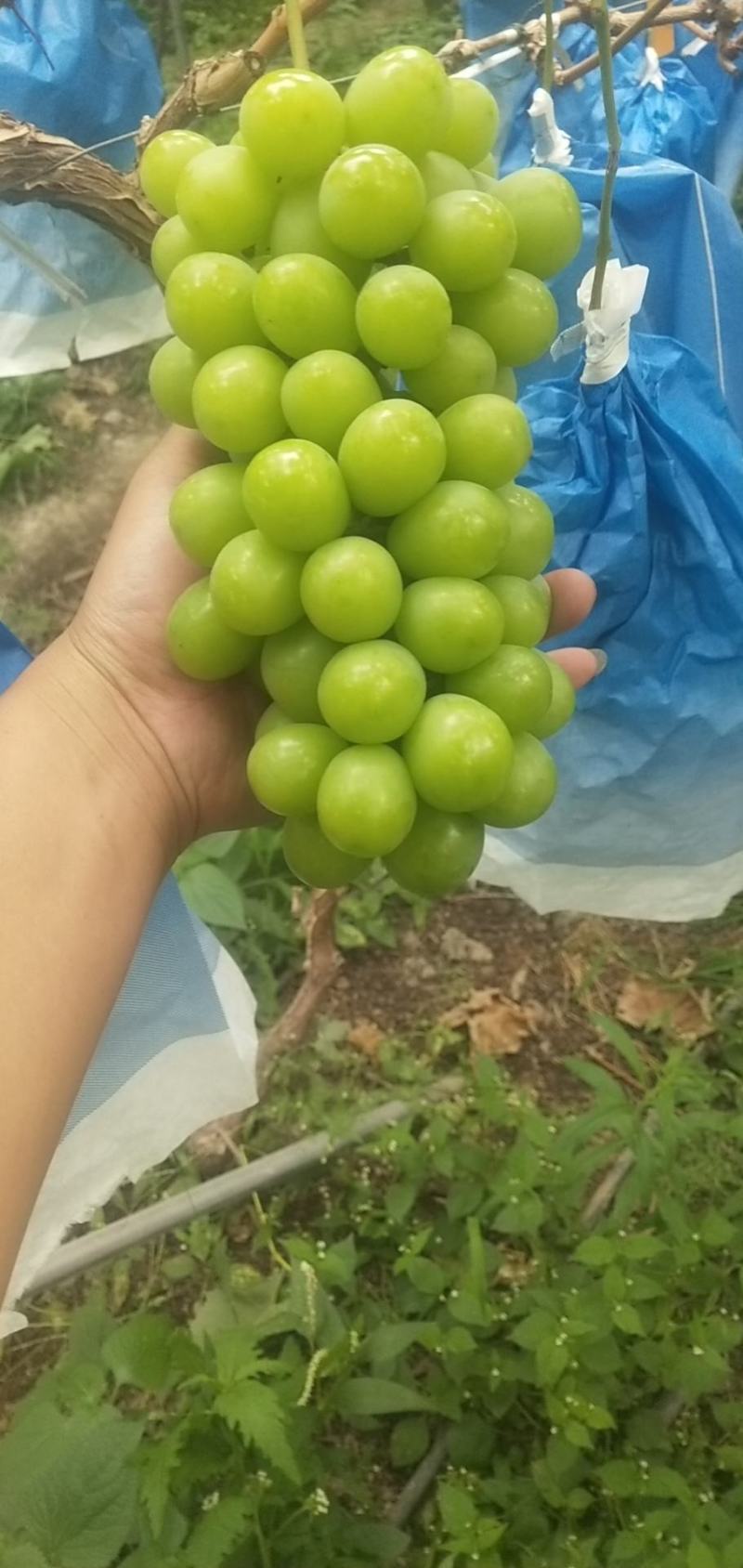 商超特选阳光玫瑰葡萄，来自大山里的馈爱现在开始大量上市