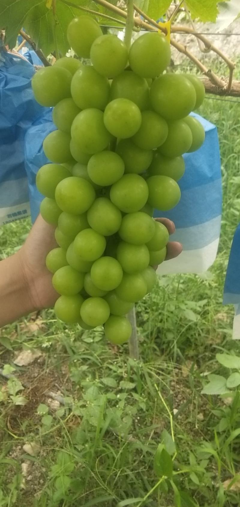 商超特选阳光玫瑰葡萄，来自大山里的馈爱现在开始大量上市