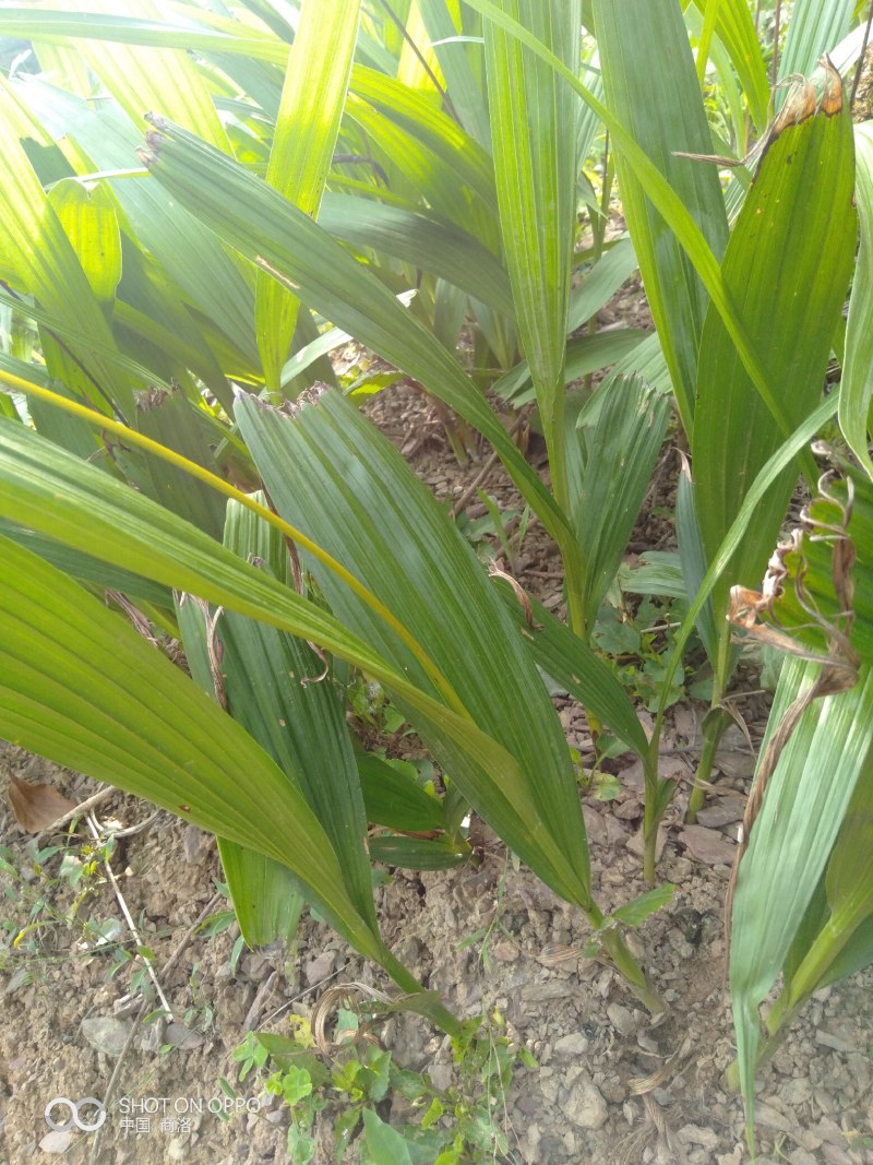 纯紫花白芨苗，根系好，块茎大，堪称白芨中的战斗机