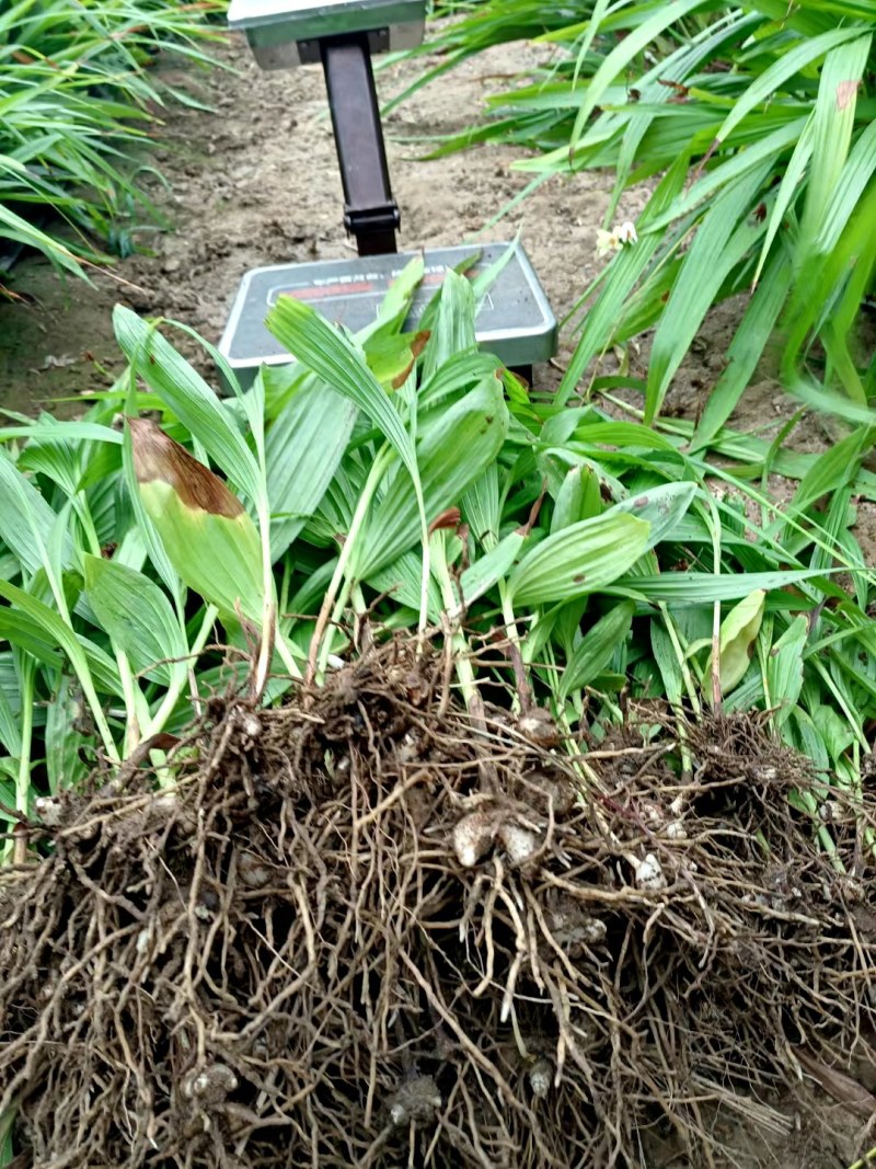 纯紫花白芨苗，根系好，块茎大，堪称白芨中的战斗机