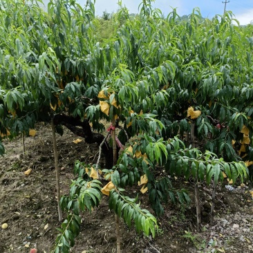 奉化水蜜桃自产自销，宁波地区可一定数量可以免费配