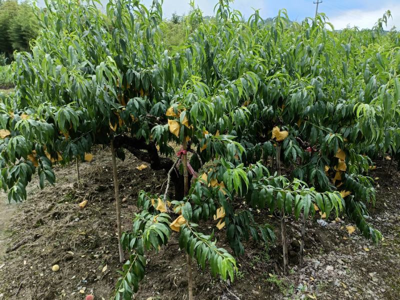 奉化水蜜桃自产自销，宁波地区可一定数量可以免费配