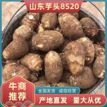 精品8520芋头诚信经营全国发货通货，分级货，保质