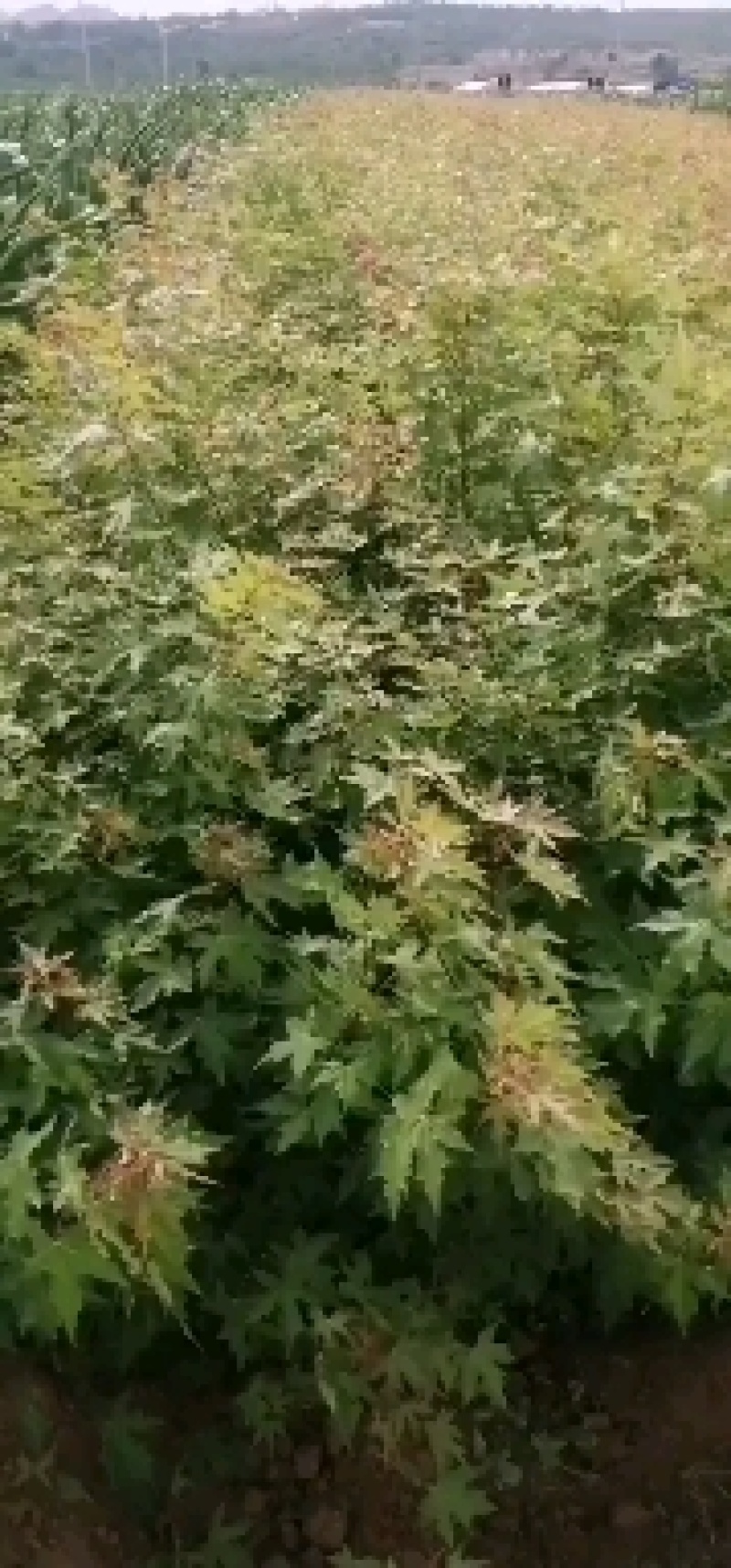 五角枫杯苗裸根苗出售预订量大优惠
