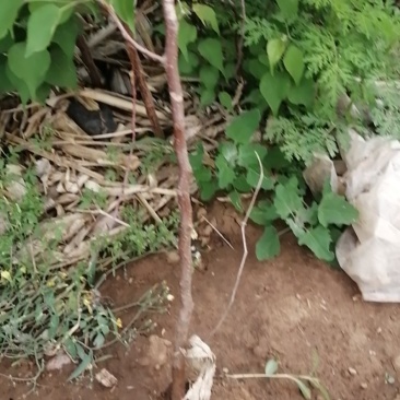 山杏杯苗裸根苗出售预订量大优惠