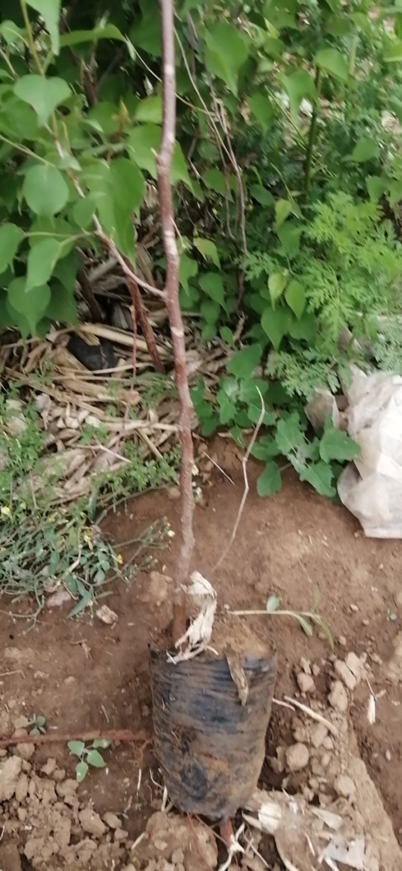 山杏杯苗裸根苗出售预订量大优惠