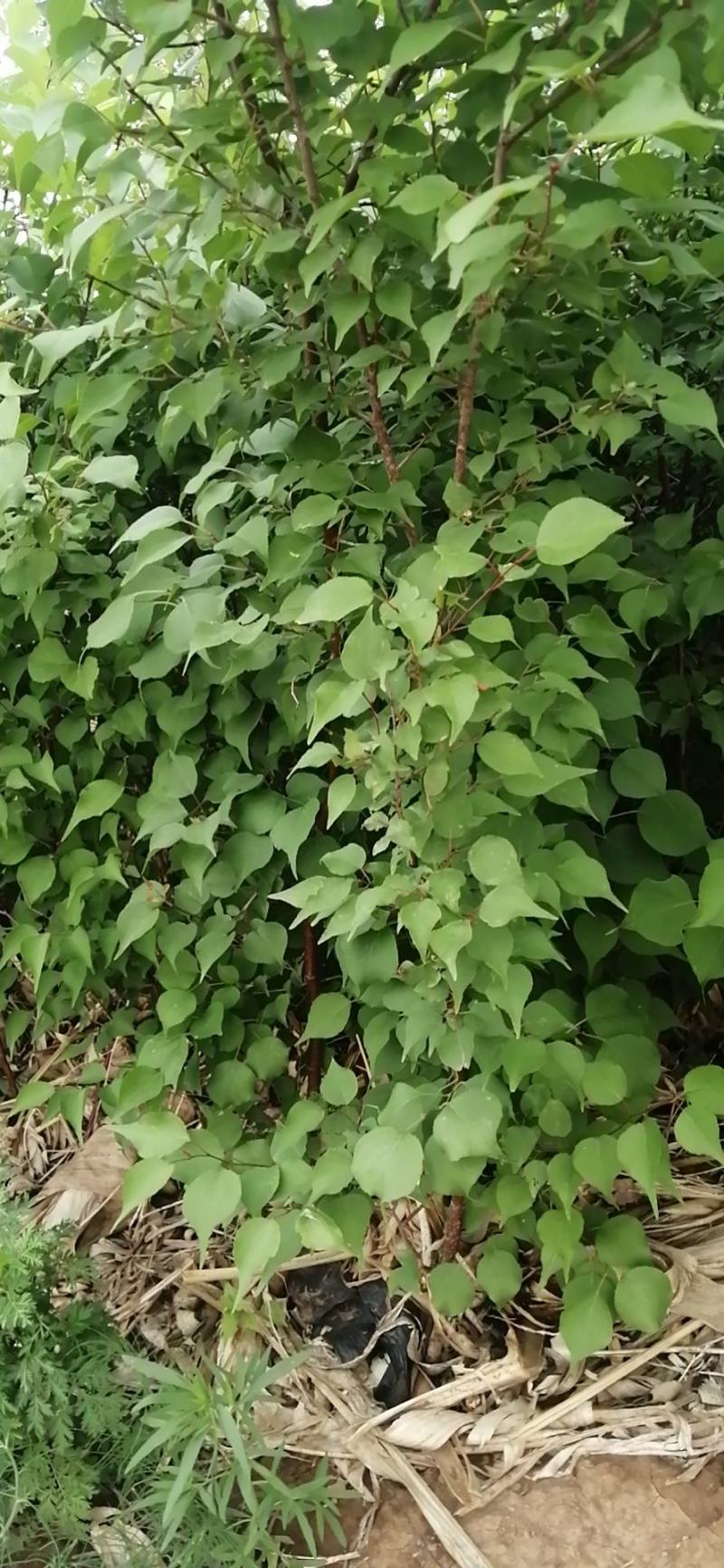 山杏杯苗裸根苗出售预订量大优惠