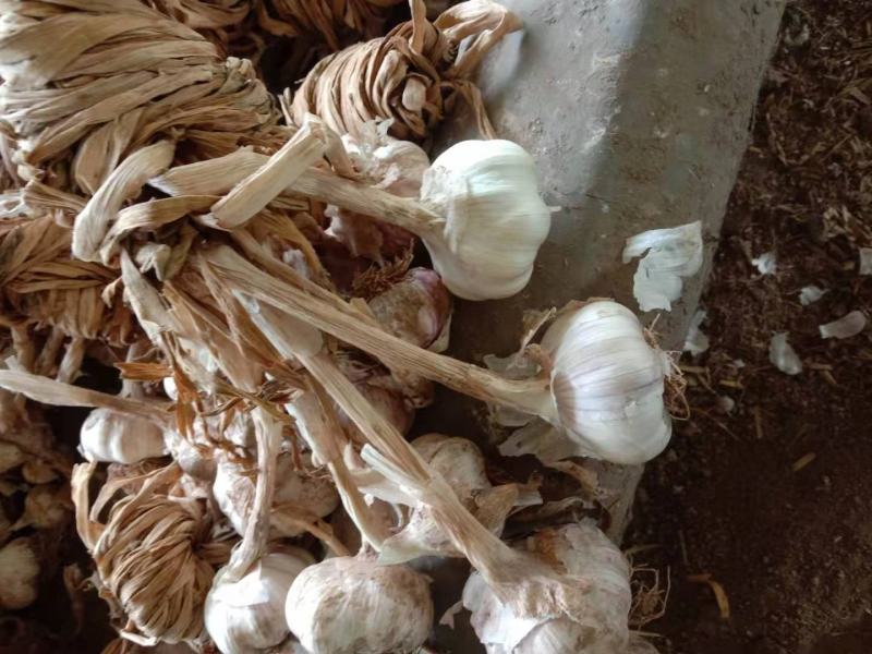 精品大蒜出售中，个头大，颜色好，需要的可联系