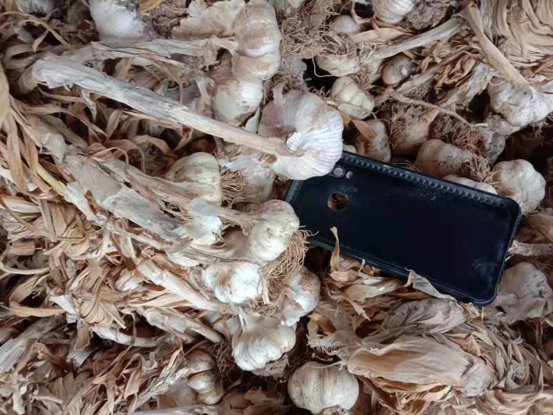 精品大蒜出售中，个头大，颜色好，需要的可联系