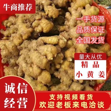 山东生姜产地一手货源包质包量诚信经营可发