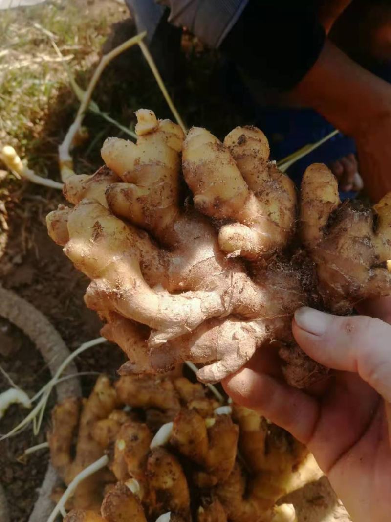 湖北小黄姜批发优质小黄姜质量好货源充足