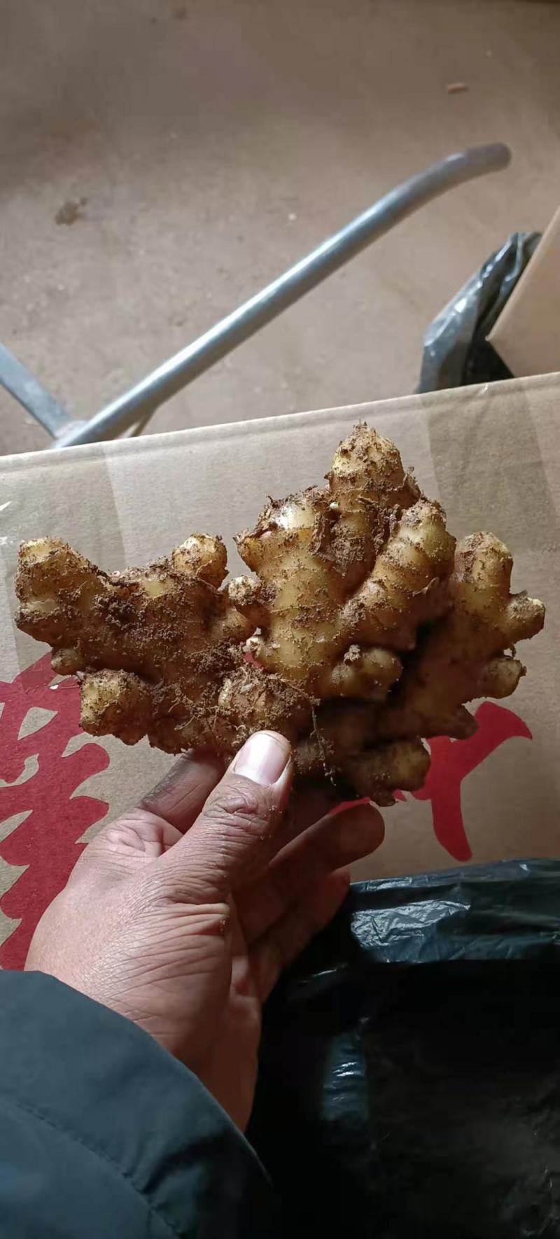湖北小黄姜批发优质小黄姜质量好货源充足