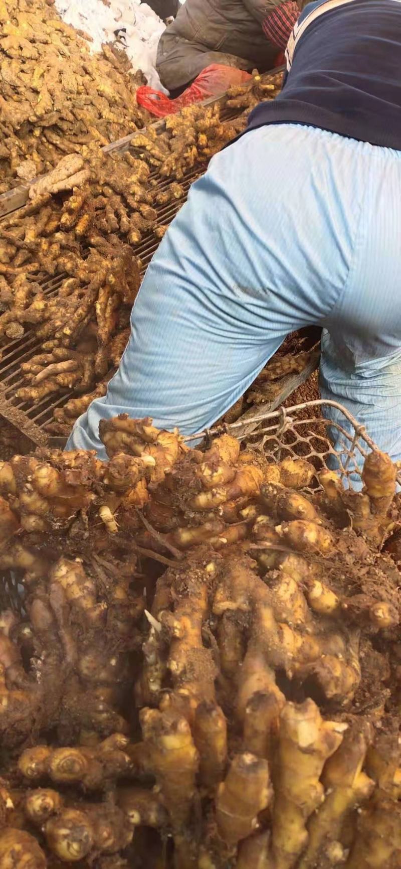湖北小黄姜批发优质小黄姜质量好货源充足