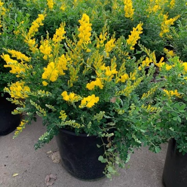 金雀儿盆栽黄金雀花苗阳台庭院花卉有香味灌木金雀梅花开