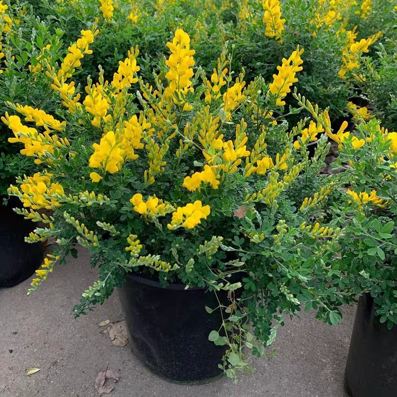 金雀儿盆栽黄金雀花苗阳台庭院花卉有香味灌木金雀梅花开