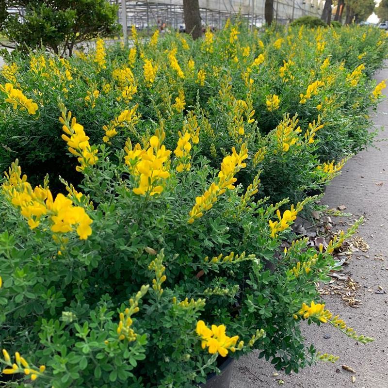 金雀儿盆栽黄金雀花苗阳台庭院花卉有香味灌木金雀梅花开