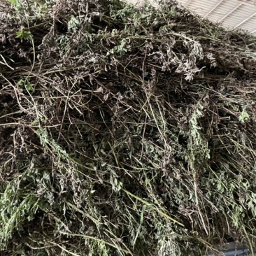 薄荷