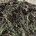 薄荷