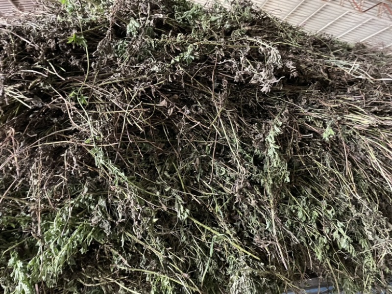 薄荷