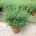 金雀儿盆栽黄金雀花苗阳台庭院花卉有香味灌木金雀梅花开