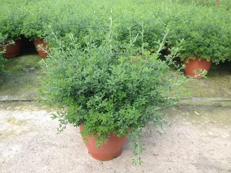 金雀儿盆栽黄金雀花苗阳台庭院花卉有香味灌木金雀梅花开